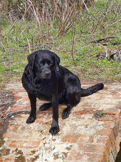 Beautiful KC Labrador Puppies due 27/3/24 for sale in Steeple Claydon, Buckinghamshire - Image 9