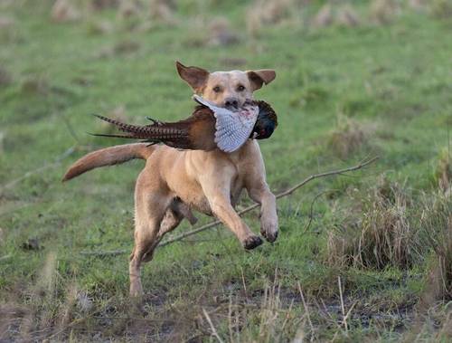 Beautiful KC Labrador Puppies due 27/3/24 for sale in Steeple Claydon, Buckinghamshire - Image 12