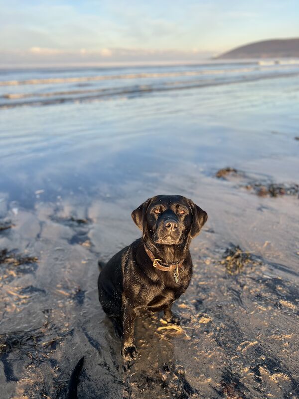 Labrador Retriever Cross Puppies For Sale In Aylesbury