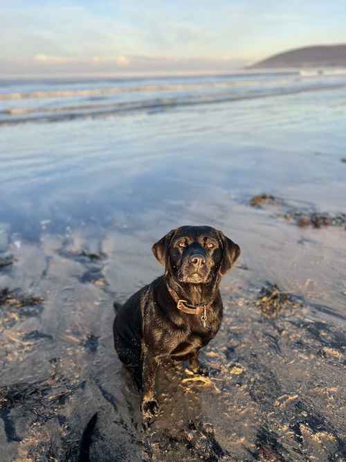 Beautiful KC Labrador Puppies due 27/3/24 for sale in Steeple Claydon, Buckinghamshire