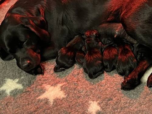 Beautiful KC Labrador Puppies due 27/3/24 for sale in Steeple Claydon, Buckinghamshire - Image 6