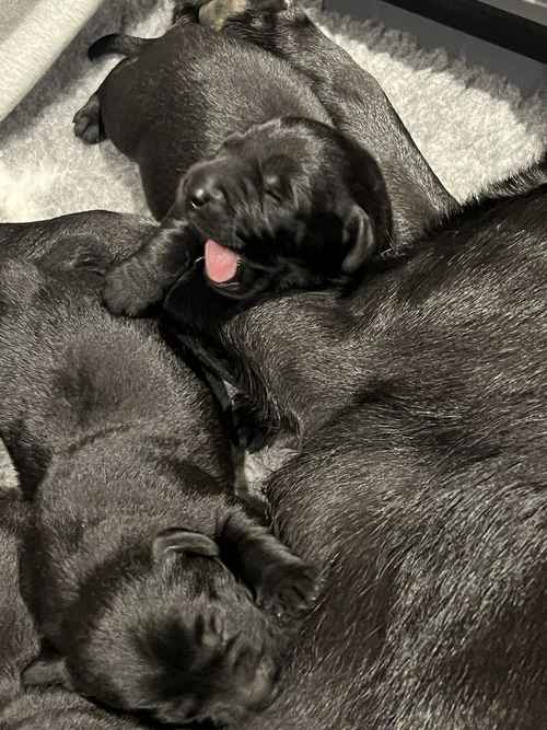 Beautiful KC Labrador Puppies due 27/3/24 for sale in Steeple Claydon, Buckinghamshire