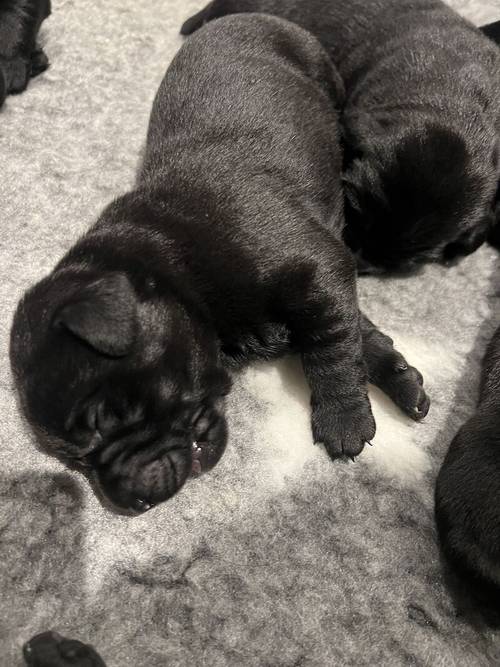 Beautiful KC Labrador Puppies due 27/3/24 for sale in Steeple Claydon, Buckinghamshire - Image 4