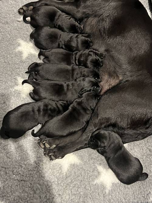 Beautiful KC Labrador Puppies due 27/3/24 for sale in Steeple Claydon, Buckinghamshire - Image 3