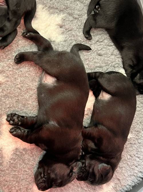 Beautiful KC Labrador Puppies due 27/3/24 for sale in Steeple Claydon, Buckinghamshire - Image 14