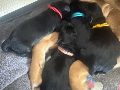Beautiful KC Labrador puppies for sale in Leeds, West Yorkshire