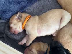 Beautiful KC Labrador puppies for sale in Leeds, West Yorkshire | Image 2