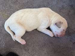 Beautiful KC Labrador puppies for sale in Leeds, West Yorkshire | Image 3