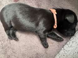 Beautiful KC Labrador puppies for sale in Leeds, West Yorkshire | Image 4