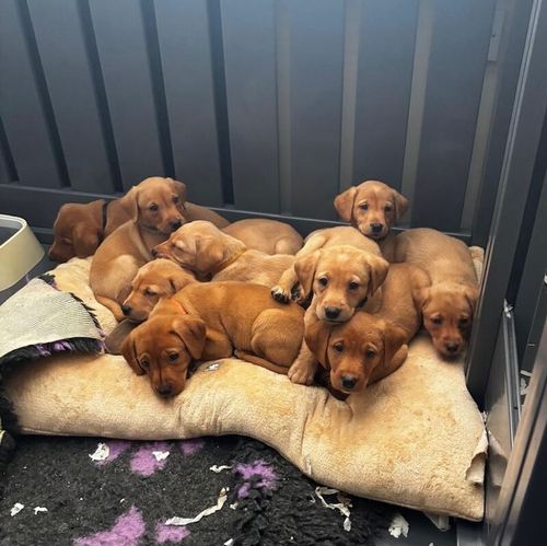 Beautiful KC Labrador Pups for sale in Gaerwen, Gwynedd