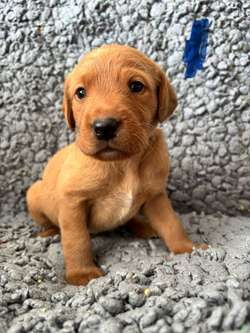 Beautiful KC Labrador Pups for sale in Gaerwen, Gwynedd | Image 2