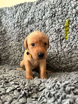 Beautiful KC Labrador Pups for sale in Gaerwen, Gwynedd | Image 3