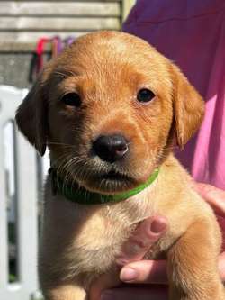 Beautiful KC Labrador Pups for sale in Gaerwen, Gwynedd | Image 2