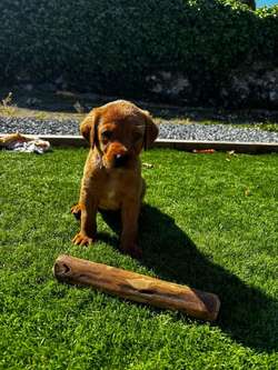 Beautiful KC Labrador Pups for sale in Gaerwen, Gwynedd | Image 3
