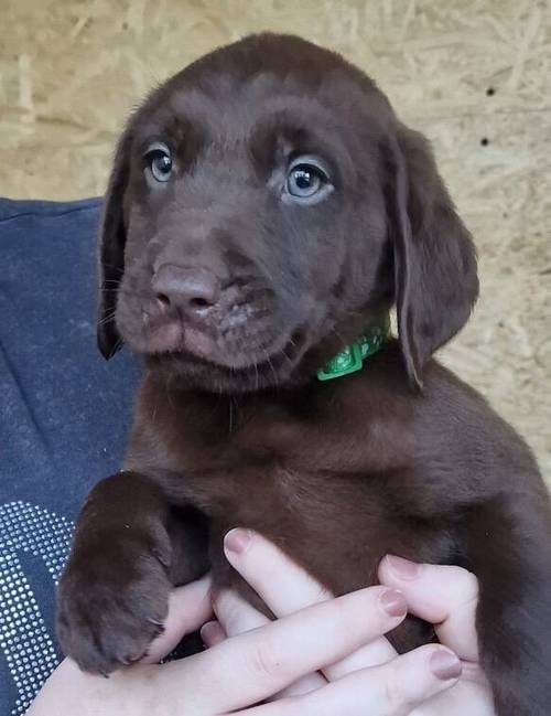 Beautiful KC Reg Chocolate Labrador Pups - Ready Now for sale in Monmouthshire - Image 6