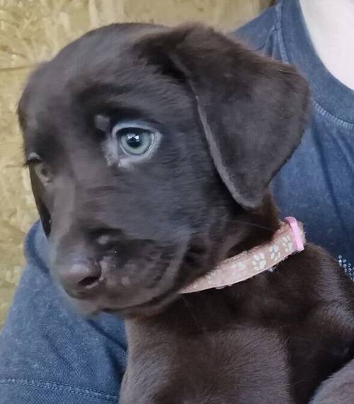 Beautiful KC Reg Chocolate Labrador Pups - Ready Now for sale in Monmouthshire - Image 7