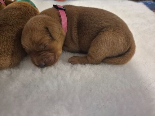 Beautiful KC reg Fox red Labrador Puppies Ready 19th July for sale in Littleport, Cambridgeshire