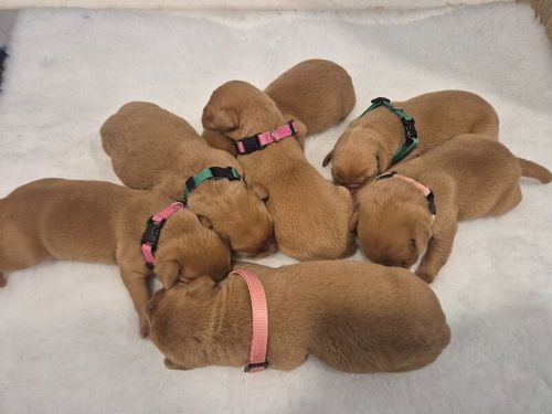 Beautiful KC reg Fox red Labrador Puppies Ready 19th July for sale in Littleport, Cambridgeshire