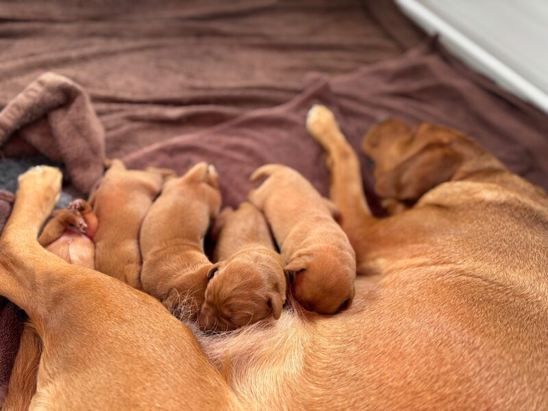 Beautiful KC Reg Fox Red Puppies