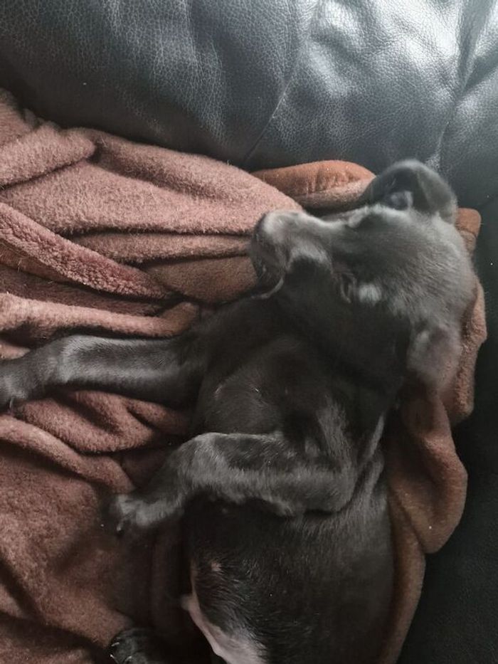 Labrador Retriever puppies for sale in Newton Aycliffe, Durham – KC registered, 11 months old - Image 8 of 8