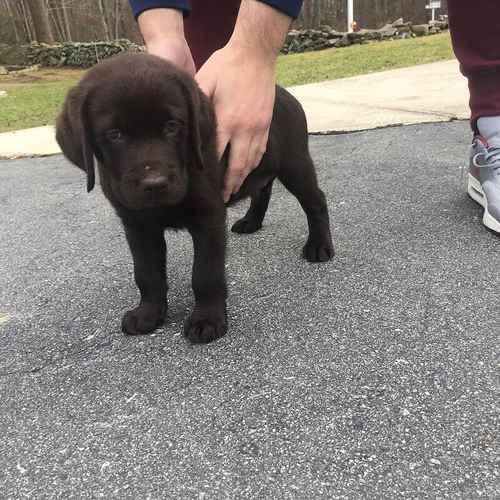 Beautiful KC reg Labrador Retriever Pups for sale in London 