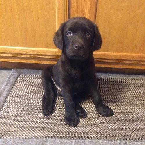 Beautiful KC reg Labrador Retriever Puppies for sale in London - Image 2