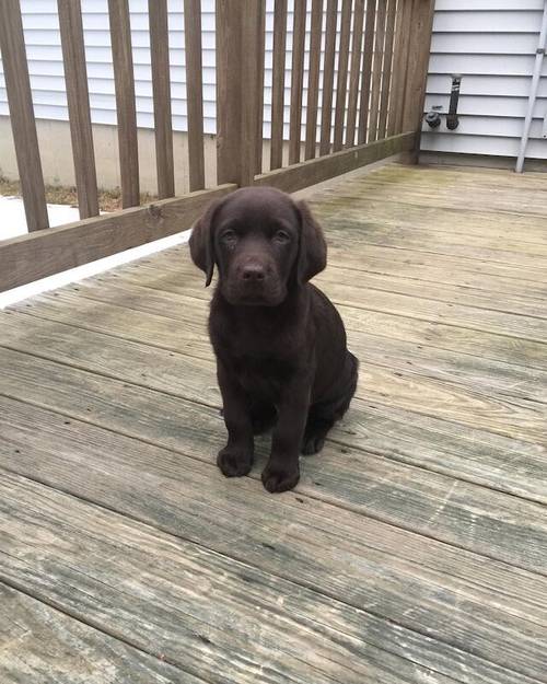 Beautiful KC reg Labrador Retriever Puppies for sale in London - Image 3