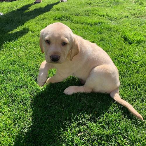 Beautiful KC reg Labrador Retriever Puppies for sale in London - Image 4