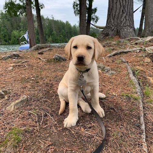 Beautiful KC reg Labrador Retriever Puppies for sale in London - Image 5