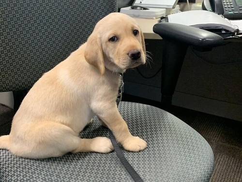 Beautiful KC reg Labrador Retriever Puppies for sale in London - Image 7