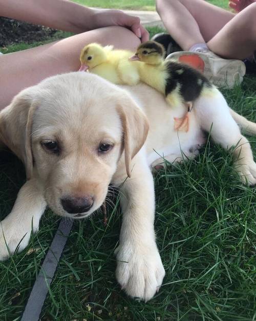 Beautiful KC reg Labrador Retriever Puppies for sale in London - Image 8