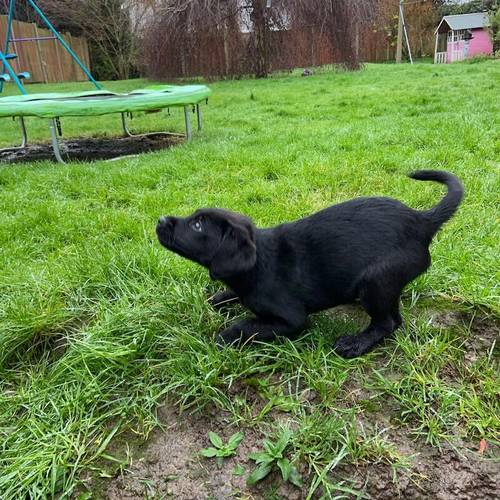 Beautiful KC reg Labrador Retriever Puppies for sale in London - Image 11