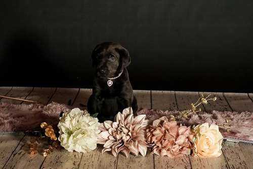 Ready next weekend. Beautiful KC Reg Puppies From Extensively Health Tested Parents Ready 8th December for sale in Heathfield, East Sussex