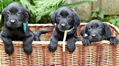 Beautiful KC reg Pupps for sale in Charlwood, Surrey