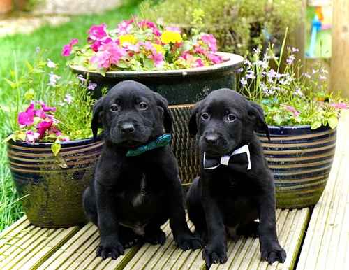 Beautiful KC reg Pupps for sale in Charlwood, Surrey