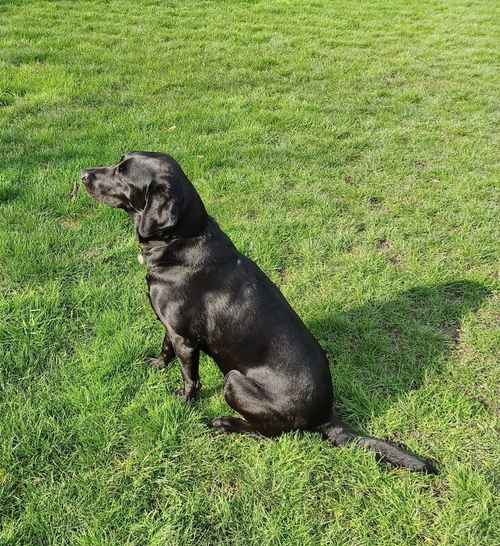 Beautiful KC Registered Black Labrador Retriever Puppies for sale in Peterborough, Cambridgeshire