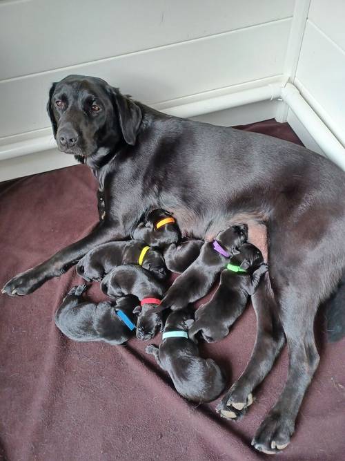 Beautiful KC Registered Black Labrador Retriever Puppies for sale in Peterborough, Cambridgeshire - Image 2