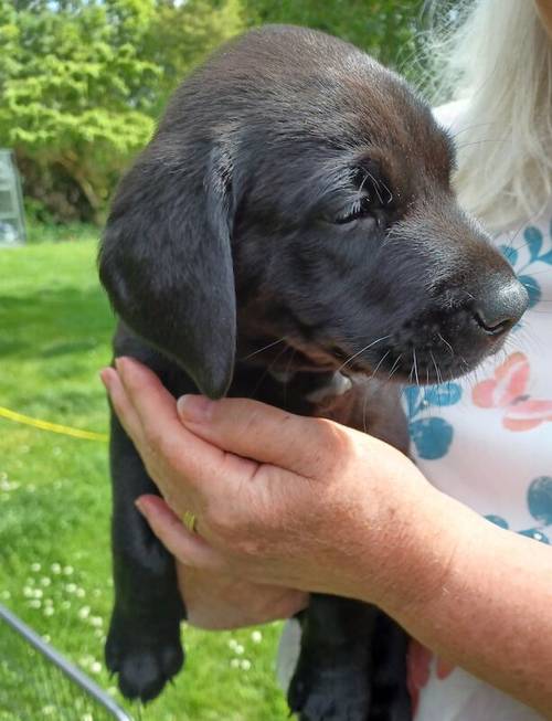 Beautiful KC Registered Black Labrador Retriever Puppies for sale in Peterborough, Cambridgeshire - Image 3