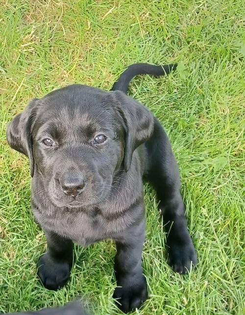 Beautiful KC Registered Black Labrador Retriever Puppies for sale in Peterborough, Cambridgeshire - Image 4