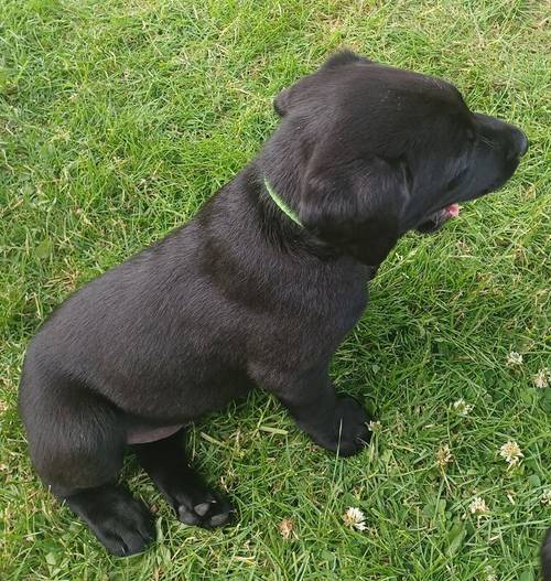 Beautiful KC Registered Black Labrador Retriever Puppies for sale in Peterborough, Cambridgeshire - Image 5