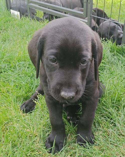 Beautiful KC Registered Black Labrador Retriever Puppies for sale in Peterborough, Cambridgeshire - Image 6