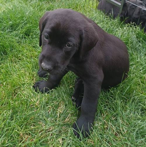 Beautiful KC Registered Black Labrador Retriever Puppies for sale in Peterborough, Cambridgeshire - Image 7