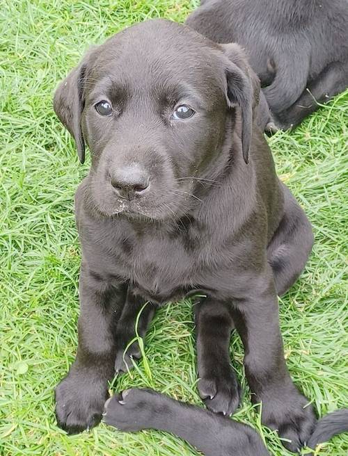 Beautiful KC Registered Black Labrador Retriever Puppies for sale in Peterborough, Cambridgeshire - Image 8