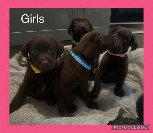 Beautiful KC Registered Chocolate Labrador Puppies for sale in Monmouthshire