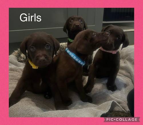 Beautiful KC Reg Chocolate Labrador Pups - Ready Now for sale in Monmouthshire - Image 1