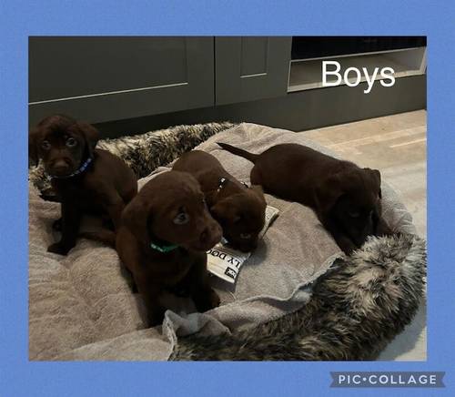 Beautiful KC Reg Chocolate Labrador Pups - Ready Now for sale in Monmouthshire - Image 2