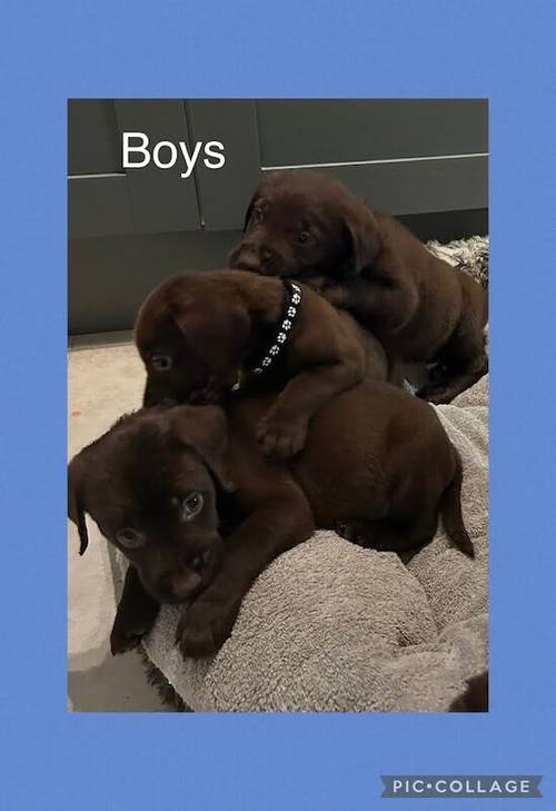 Beautiful KC Reg Chocolate Labrador Pups - Ready Now for sale in Monmouthshire - Image 3