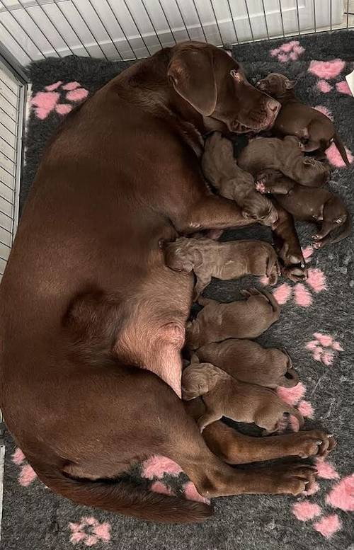 Beautiful KC Reg Chocolate Labrador Pups - Ready Now for sale in Monmouthshire - Image 4