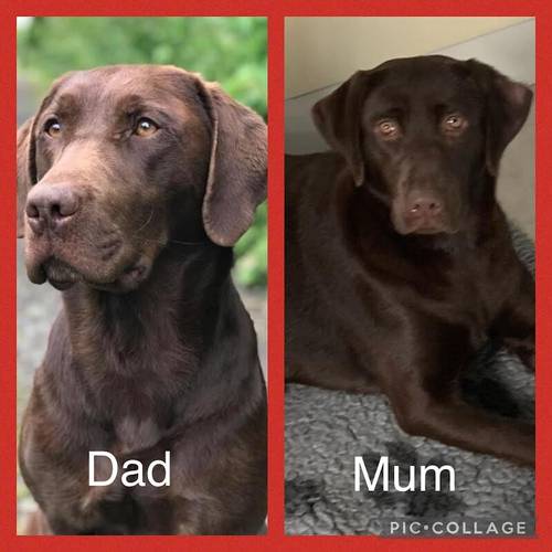 Beautiful KC Reg Chocolate Labrador Pups - Ready Now for sale in Monmouthshire - Image 5