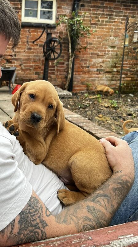 Beautiful KC Registered Fox Red Labrador Puppies For Sale in Stoney